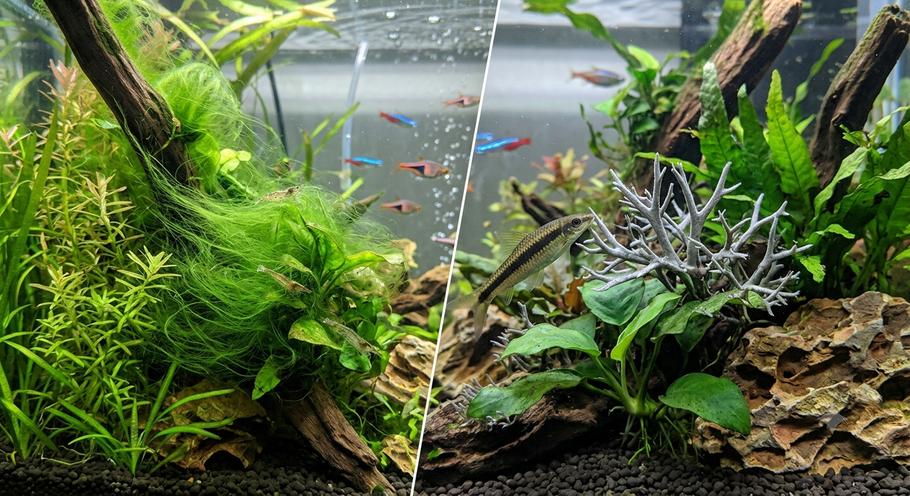 Green Hair Algae vs. Staghorn Algae: How to Tell the Difference Green Hair Algae vs. Staghorn Algae: How to Tell the Difference