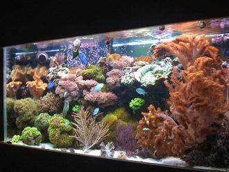 Saltwater and Reef Tank Cycling