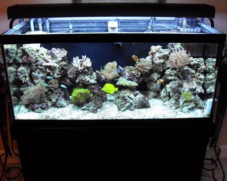 Creating an Aquascape and Choosing Fish