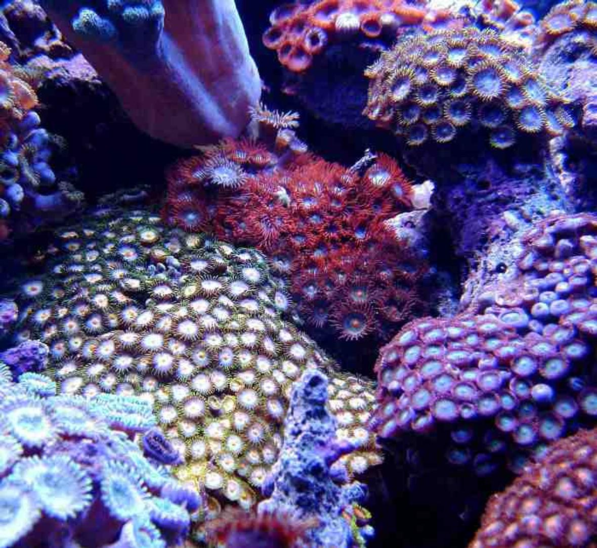 corals inverts - zoanthus sp. - tubs blue zoanthids - First Tank 55g f/o well set out that way but starting to dabble. Cleaner crew was next step then...... New pics of tank now updated. Check out my web site!!!