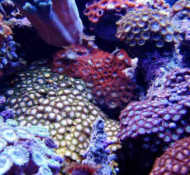corals inverts - zoanthus sp. - tubs blue zoanthids - First Tank 55g f/o well set out that way but starting to dabble. Cleaner crew was next step then......
New pics of tank now updated. Check out my web site!!!