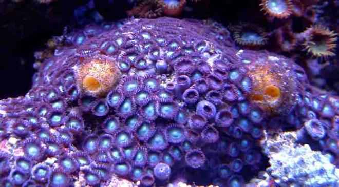 corals inverts - zoanthus sp. - blue ice zoanthids - First Tank 55g f/o well set out that way but starting to dabble. Cleaner crew was next step then......
New pics of tank now updated. Check out my web site!!!