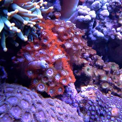 corals inverts - protopalythoa sp. - green button polyps - First Tank 55g f/o well set out that way but starting to dabble. Cleaner crew was next step then......
New pics of tank now updated. Check out my web site!!!