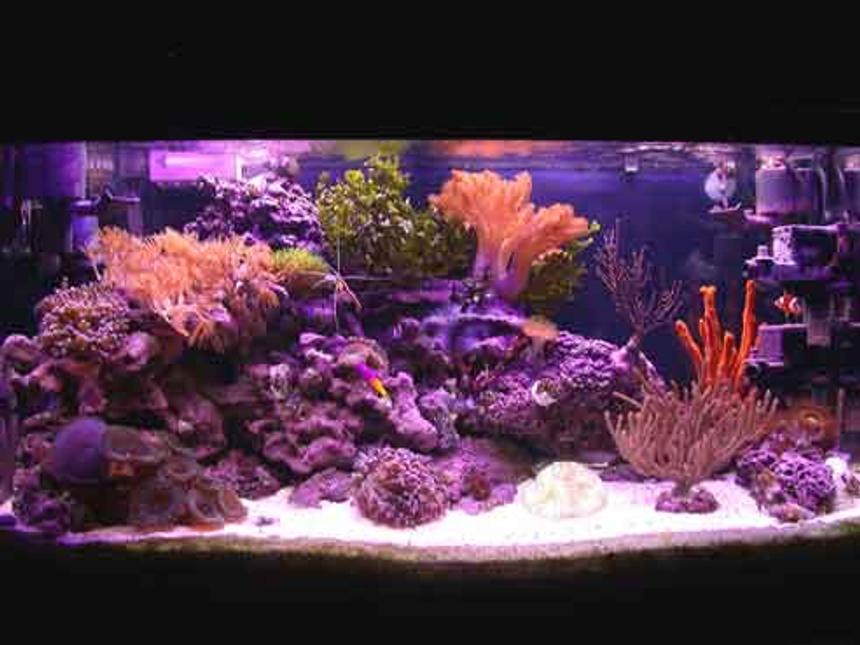 Rated #614: Reef Tank - 40 gallon reef tank. No sump, no refugium.