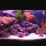 reef tank (mostly live coral and fish) - 40 gallon reef tank. No sump, no refugium.