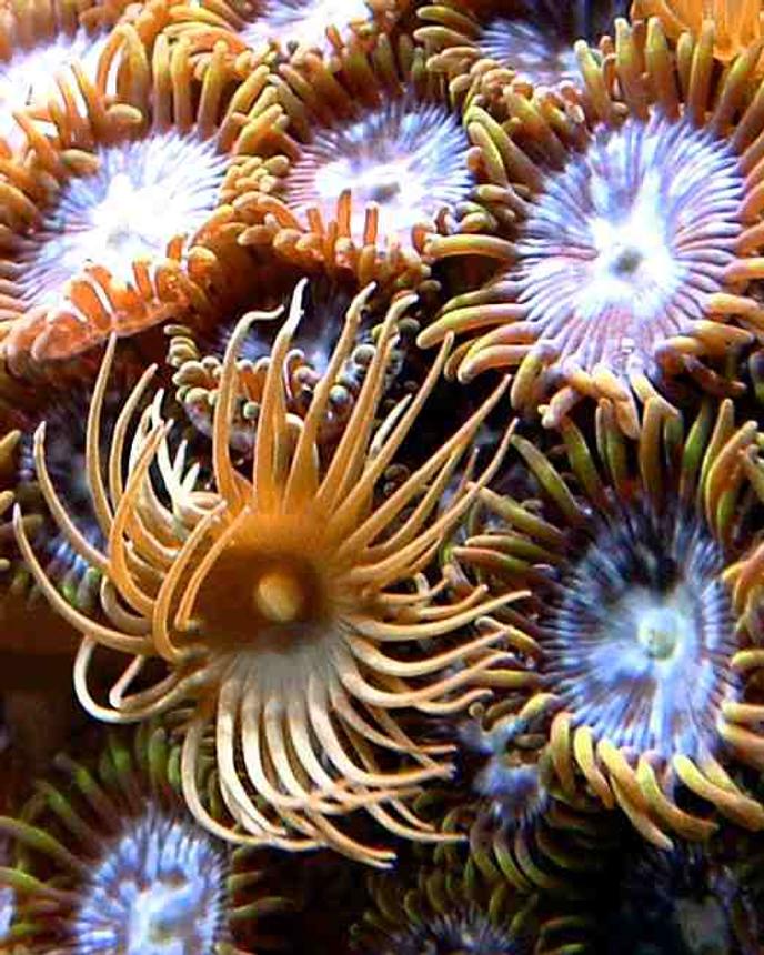 corals inverts - zoanthus sp. - yellow polyps - First Tank 55g f/o well set out that way but starting to dabble. Cleaner crew was next step then......
New pics of tank now updated. Check out my web site!!!