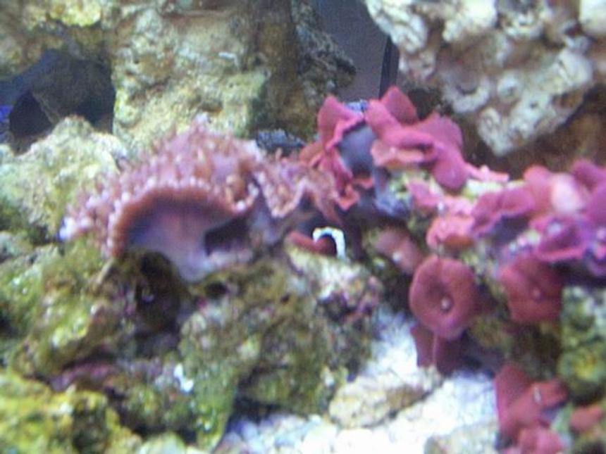 Rated #4248: Freshwater Fish Tank - Community tank,angel fish,sharks(red tail,irr.albino)neons,white clouds,etc.