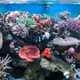 reef tank (mostly live coral and fish) - addicted reef bozo