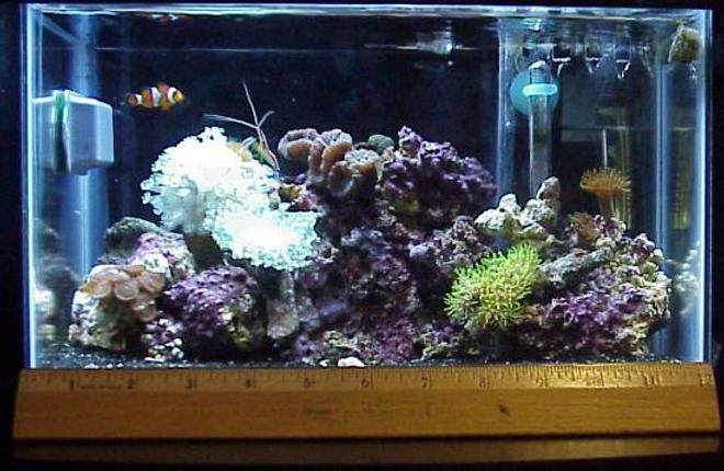 reef tank (mostly live coral and fish) - 2.5 gal tank, 3x 13watt lights, a 50 watt heater, mini HOB filter, small assorted corals, 1 O. Clown and 1cleaner shimp