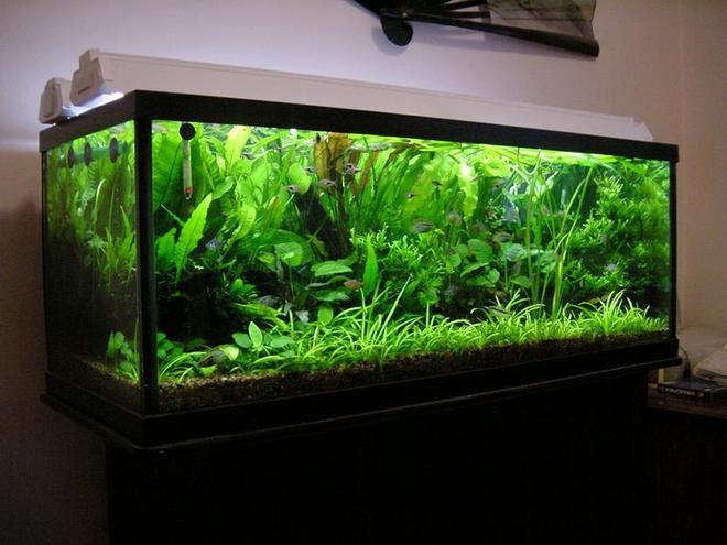 planted tank (mostly live plants and fish) - 65 Gallon (48x18x18), fully planted tank 100% flourite.  Low Tech, Low Cost Aquarium.  4x40W GE bulbs, with DIY CO2. 
rbrtng@gmail