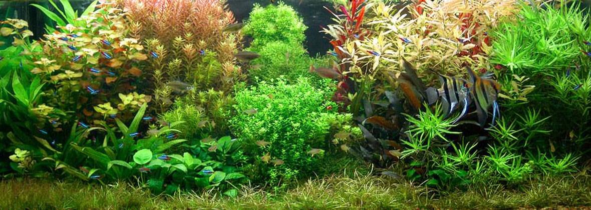 planted tank (mostly live plants and fish)