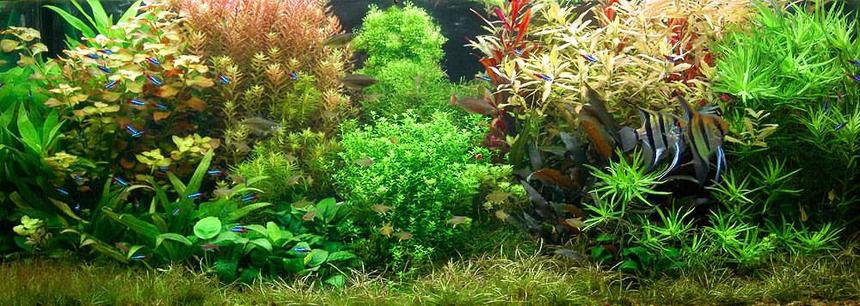 Rated #33: Planted Tank