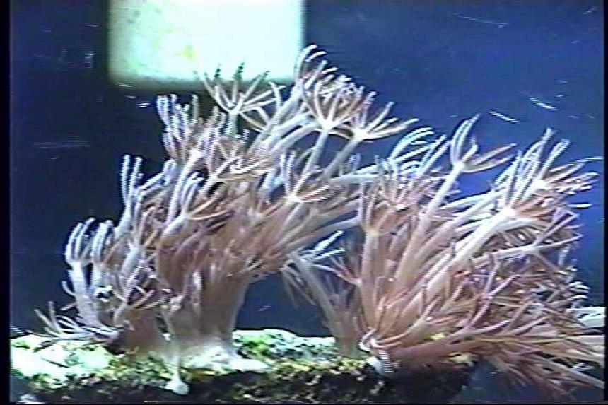 Rated #402: Corals Inverts - Anthelia Sp. - Waving Hand