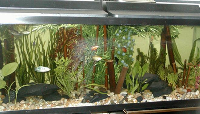 freshwater fish tank (mostly fish and non-living decorations) - Size: 20g
Fish: 11 silver tipped tetra
         5 corydoras panda
         1 bristlenose
         6 marbled hattchetfish (soon mowing to new home)