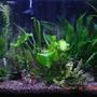 planted tank (mostly live plants and fish)