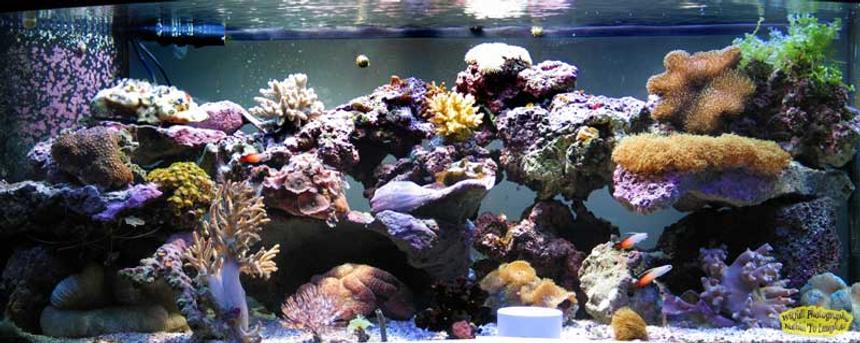 Rated #231: Reef Tank - 72 bowfront reef
