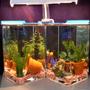 freshwater fish tank (mostly fish and non-living decorations) - betta 'tanks' - 1 gal each