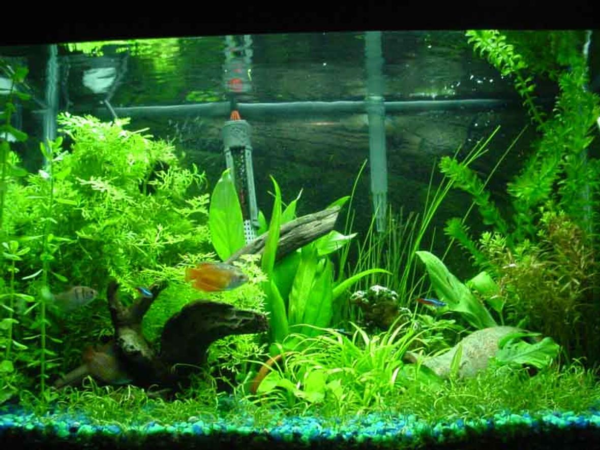 20 gallons planted tank (mostly live plants and fish) - plants include: moneyworts, java fern, brazil sword, a water sprite, an assorted sword plant, a lutea, micro swords, anubius nana, narrow leaf chain sword and bananna plants. My fish include 1 black skirt tetra, 2 dwarf gouramis, 2 fire red dwarf gouramis, 1 yellow tailed botia, 1 pleco, 1 chinese algae eater and 3 neon tetras. I keep the water at 75 degrees F, DIY CO2, 65 watt 6700K light. please leave feedback and suggestions.