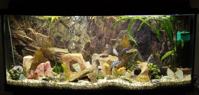 planted tank (mostly live plants and fish)