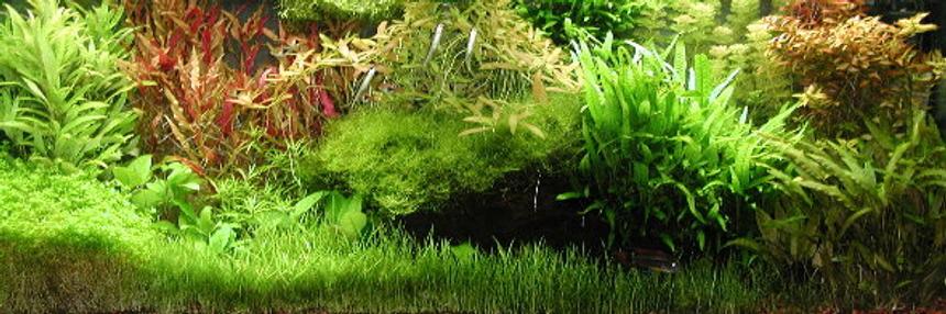 Rated #77: Planted Tank - This picture was taken a while ago, there have been a few changes since.  The fish include: 10 harlequin rasboras, 2 SAE's, 5 otocinclus, 6 corydoras, 4 german blue rams, a few killi fish, and 6 cardina japonica shrimp.  I don't gravel vac too often.  I will just push the tube into the plants as far as possible to get debris out.  Every once in a while I will uproot plants to gravel vac and then replant, this also keeps things from getting too dense.