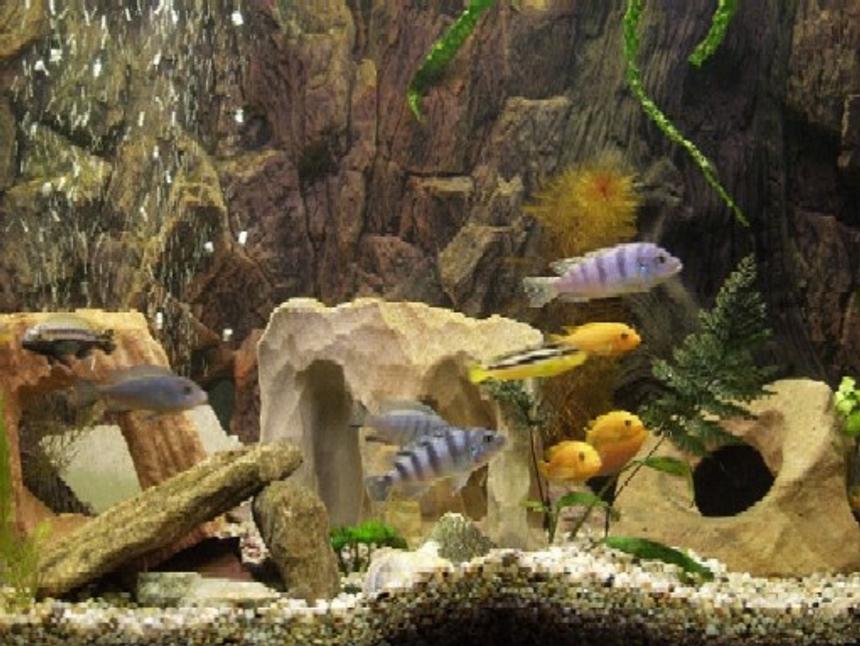 Rated #2045: Planted Tank