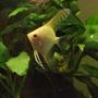 freshwater fish - pterophyllum sp. - albino angel