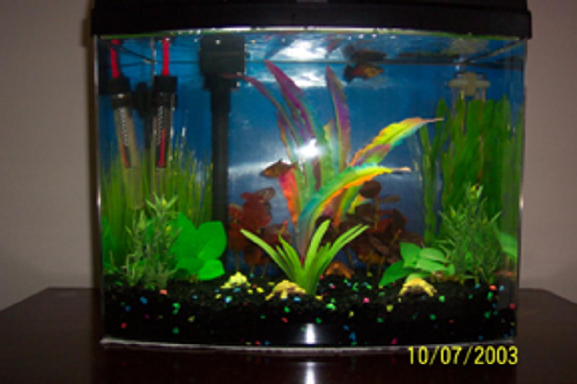 freshwater fish tank (mostly fish and non-living decorations)