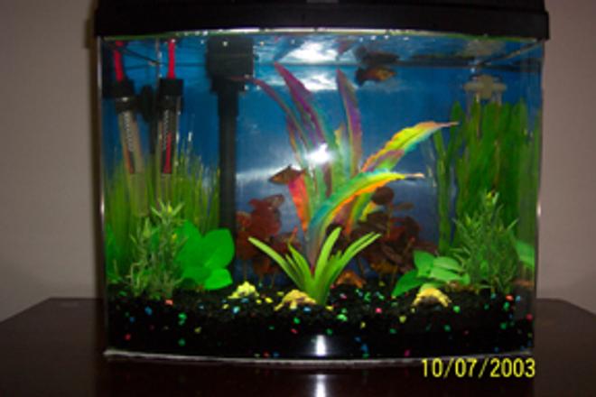 freshwater fish tank (mostly fish and non-living decorations)