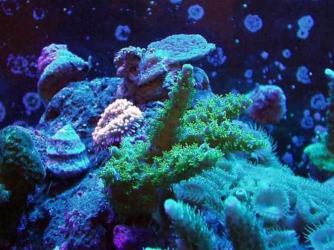 corals inverts - pocillopora damicornis - green pocillopora damicornis - 55gal All Glass-
Dual 175W Ushio 10k MH
110W PC Actinics
Dual 10gal sumps/fuges
ETSS Super Reef Devil
Mag 18 Pump
RioSeio Powerhead