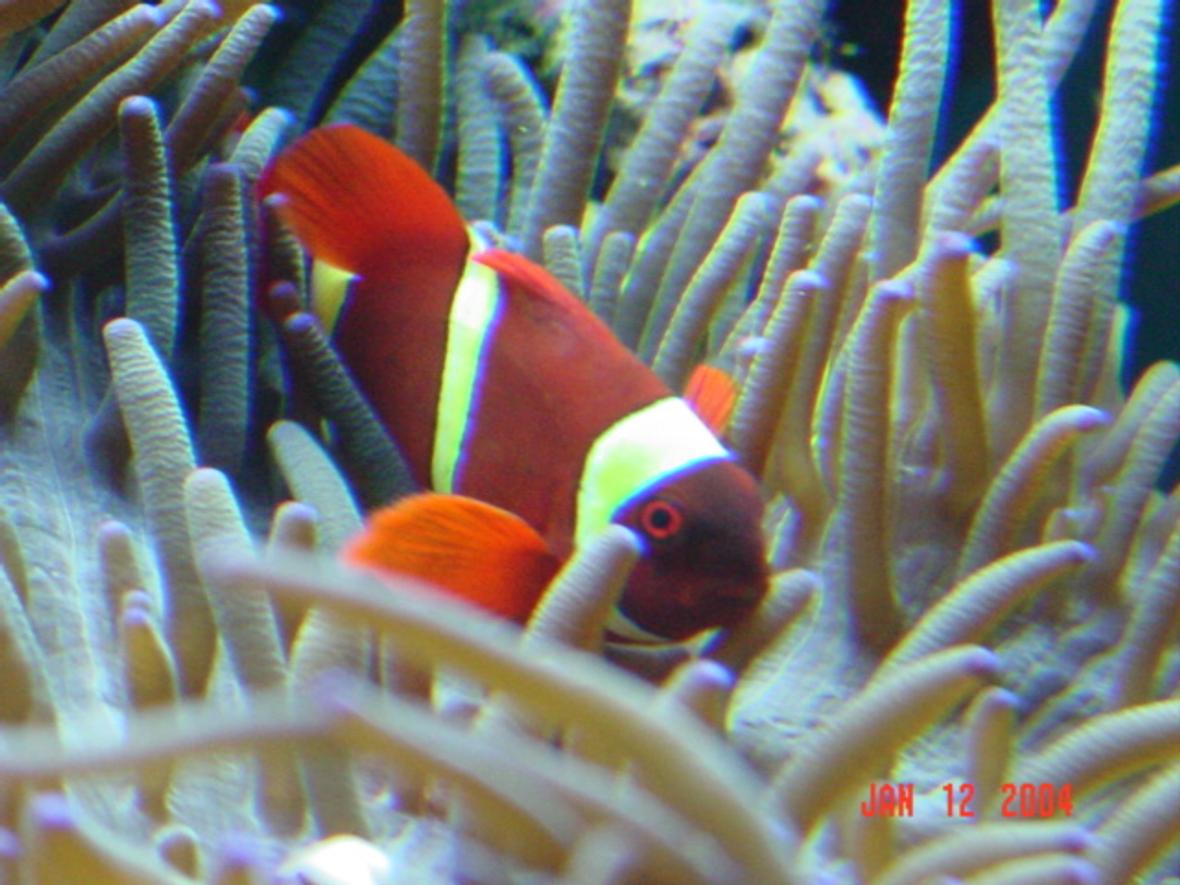 corals inverts - heteractis crispa - sebae anemone - clown loung