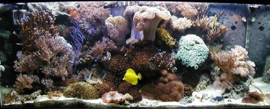 Rated #20: Fish Tank Picture - 80g Reef with center overflow and Eco-system filtration, 2-250w Iwasaki MH and 2-110w VHO Actinic. Auto topoff