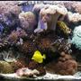fish tank picture - 80g Reef with center overflow and Eco-system filtration, 2-250w Iwasaki MH and 2-110w VHO Actinic. Auto topoff