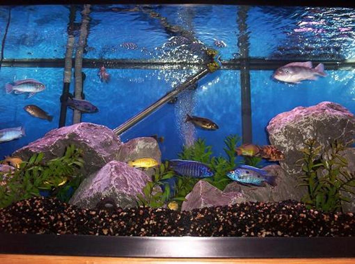 freshwater fish - aulonocara stuartgranti - peacock cichlid - I have 10 fingers and 10 toes.....