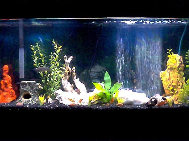 freshwater fish tank (mostly fish and non-living decorations) - 55 gallon community tank.