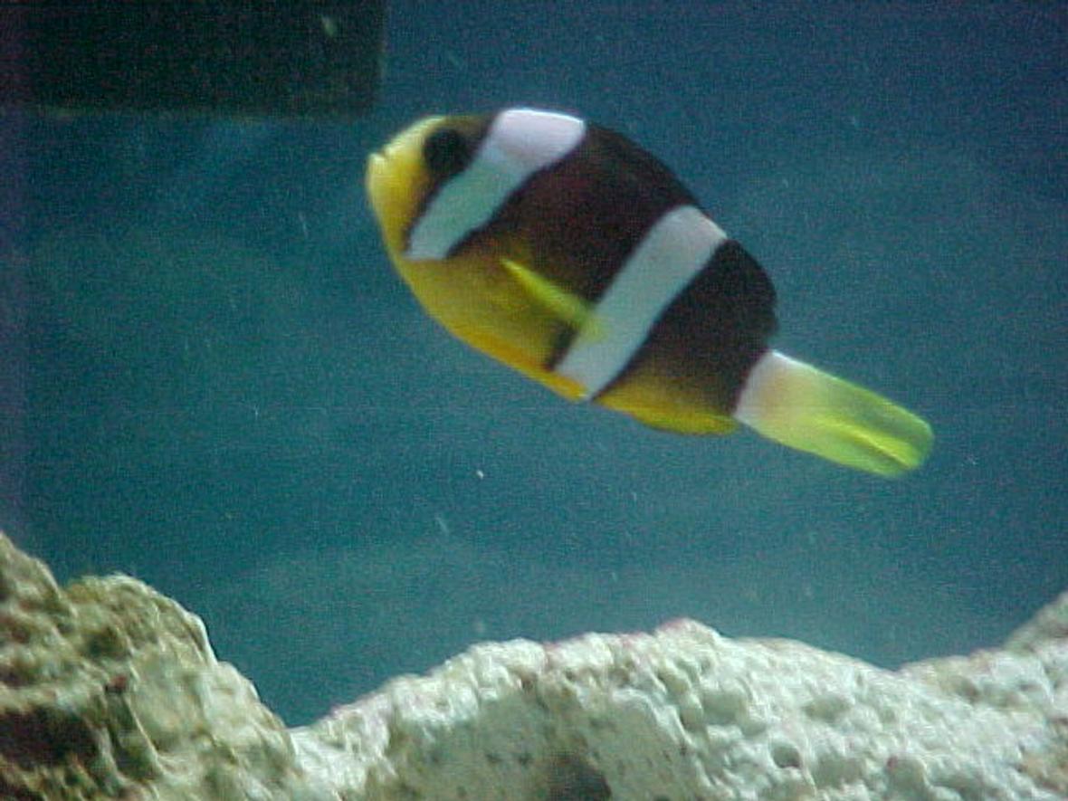 saltwater fish - amphiprion clarkii - clarkii clownfish