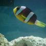 saltwater fish - amphiprion clarkii - clarkii clownfish