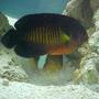 saltwater fish - centropyge bispinosa - coral beauty angelfish
