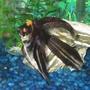 freshwater fish - pterophyllum sp. - marble veil angel