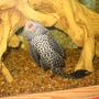 freshwater fish - glyptoperichthys gibbiceps - sailfin pleco (l-83)