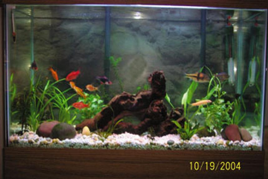 Rated #2755: Freshwater Fish Tank - 30 gl..2 g.t barb 2 gold barb 3 rosey barb 1 columbian tetra 1 algae eater 1 spanner barb 

6 gl....10 neon 1 otto