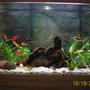 freshwater fish tank (mostly fish and non-living decorations) - 30 gl..2 g.t barb 2 gold barb 3 rosey barb 1 columbian tetra 1 algae eater 1 spanner barb 6 gl....10 neon 1 otto