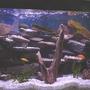 33 gallons freshwater fish tank (mostly fish and non-living decorations) - I love Chiclid tanks, espescially ones that are heavly planted and have numerouse rock outcrops and caves.