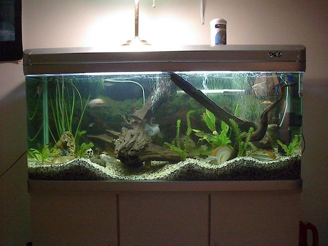 freshwater fish tank (mostly fish and non-living decorations) - I am a novice fish keep. I am on my second tank. Only been a hobby for 1.5 years, but it is cool.