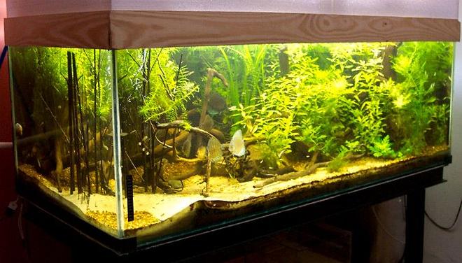 planted tank (mostly live plants and fish) - 800 lts (170 x 80 x 60)