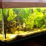 planted tank (mostly live plants and fish) - 800 lts (170 x 80 x 60)