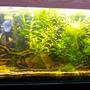planted tank (mostly live plants and fish) - 800 lts (170 x 80 x 60)