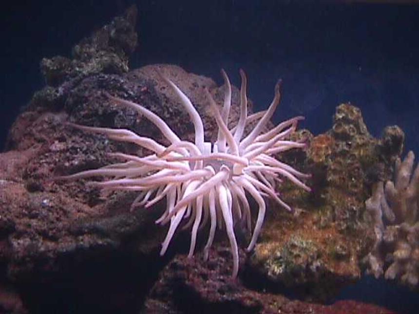 Rated #400: Corals Inverts - Condylactis Gigantea - Condy Anemone - I have a 120 gallon semi reef tank as my hobby for about 3.5 years.
