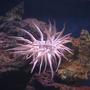 corals inverts - condylactis gigantea - condy anemone - I have a 120 gallon semi reef tank as my hobby for about 3.5 years.