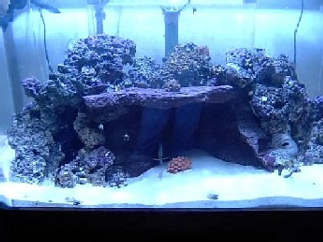 reef tank (mostly live coral and fish) - 130 custom built 1-250w MH w/XM 20k