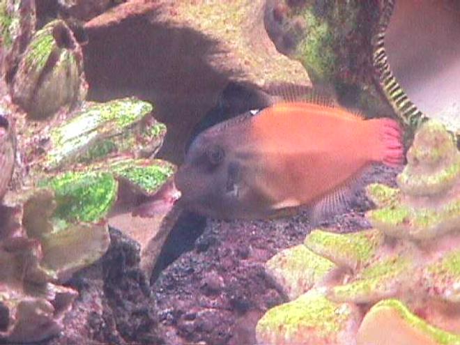 saltwater fish - pervagor melanocephalus - colored filefish - I have a 120 gallon semi reef tank as my hobby for about 3.5 years.